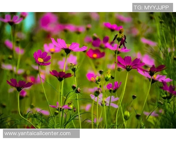 何思雨：在风雨中绽放的坚韧与希望之花